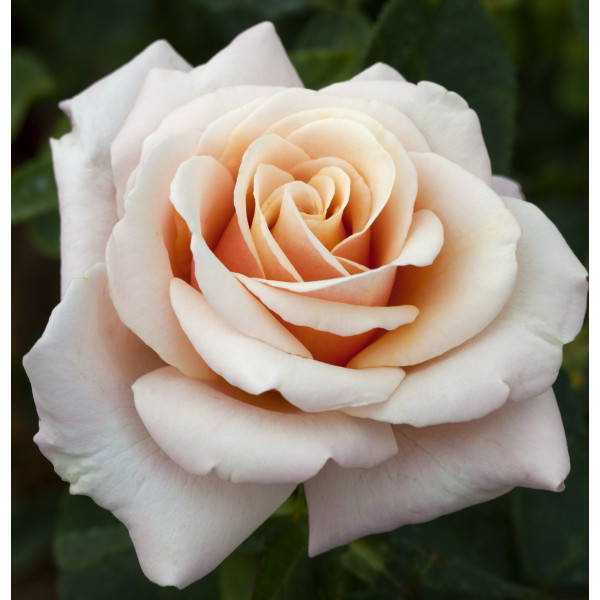 PAUL RICARD® Meinivoz